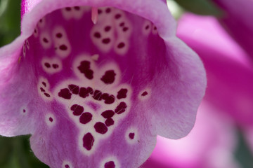 foxglove flower macro spots interior © The Camera Queen 