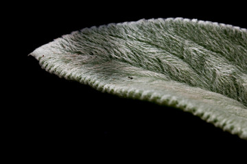 lambs ear plant leaf black and white isolated on black