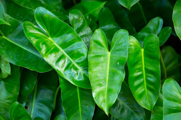 Tropical green leaf background, Heart shape, Close up shot, Selective focus, Abstract graphic design