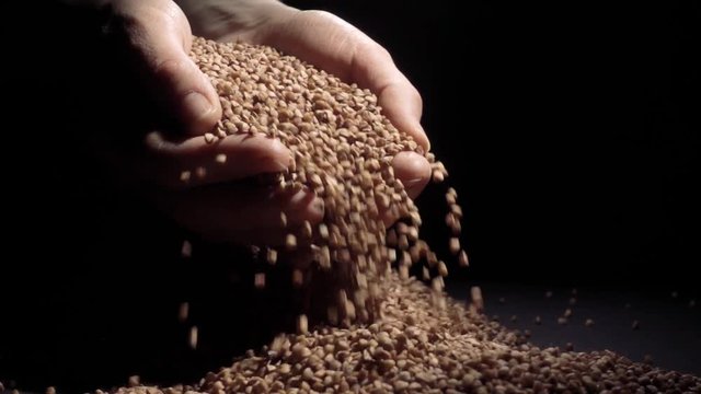 Female hands pours buckwheat grain. Slow motion