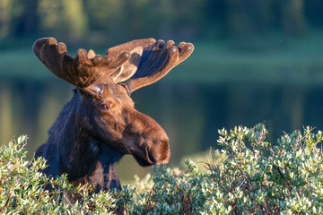 Brainard Lake Moose at Sunrise