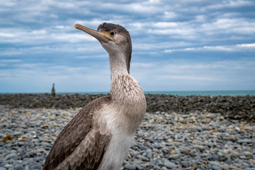 A juvenile spotted shag comes out of the sea to rest on the beach in Canterbury, New Zealand
