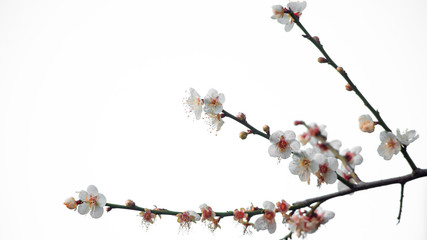 beautiful plum blossoms