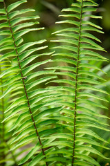 Fern leaves pattern in the forest, Close up & Macro shot, Selective focus, Abstract graphic design