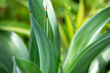 Green mix red leaves pattern texture background, Close up & Macro shot, Selective focus, Abstract graphic design