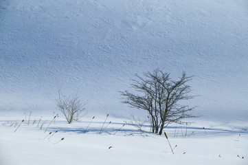 Fototapeta na wymiar Tranquil scene of a few trees in an open field covered in snow, Stowe, Vermont, USA