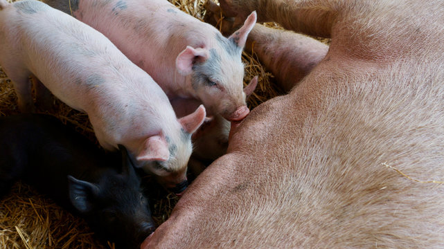 American life / Parent and child of a pig on the farm.
