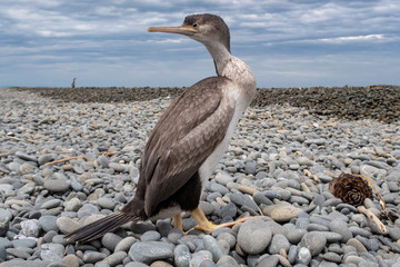 A juvenile spotted shag watches its surroundings as it rests on a beach in Canterbury, New Zealand