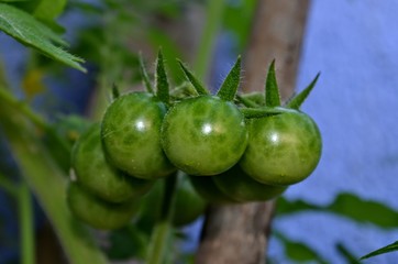 Tomate - Tomato