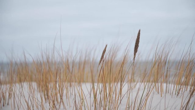 Wind at sea, close up onto grass