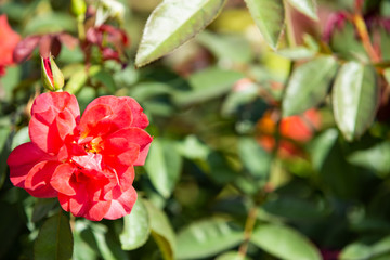 Red roses blooming in the garden, Close up & Macro shot, Light and shadow, Bokeh background
