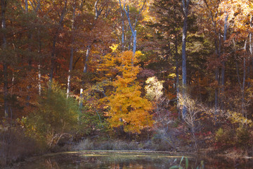 Autumn by Pond