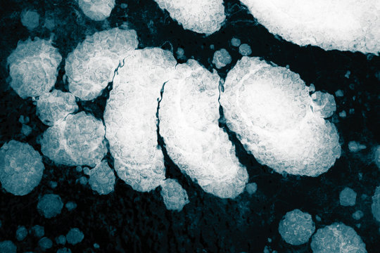 structure, pattern and crystals of newly formed ice