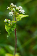 Ageratum conyzoides, Little white flowers in bokeh garden background, Close up & Macro shot, Selective focus, Abstract graphic design