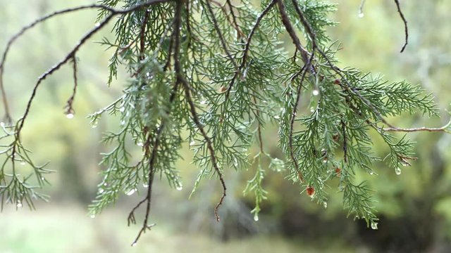 Water drops hanging from juniper tree leaves