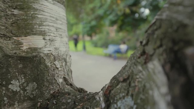 View of a park looking between two tree trunks. Focus on tree, background intentionally out of focus. A man in a purple shirt jogging on a gravel path and people sitting on a park bench.