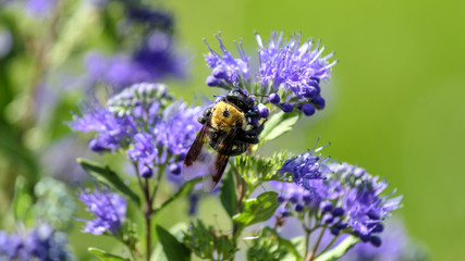 Bumble Bee 2