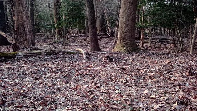 deer being chased by dog in wild woods