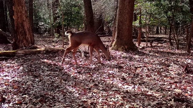 female deer looking for food in wild woods