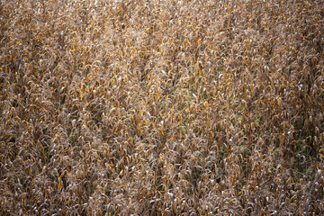 Ripe corn field, Agriculture, During harvest, Selective focus, Abstract background
