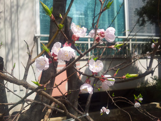 Prunus Mume 01