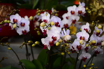 The orchid in full bloom