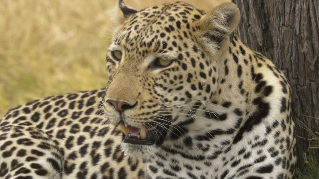 Close shot of a majestic Leopard laying on the ground next to a tree, power