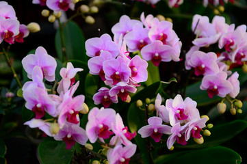 The orchid in full bloom