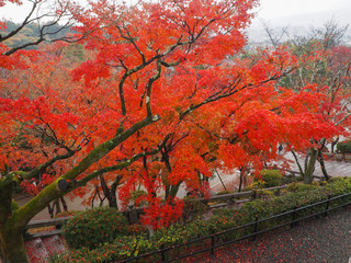 Maple leaves change color in Japan autumn.