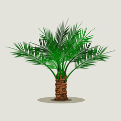 Fototapeta na wymiar Editable Isolated Short Date Palm Tree on Light Background Vector Illustration for Islamic or Arab Nature and Culture Also Healthy Foods Related Design