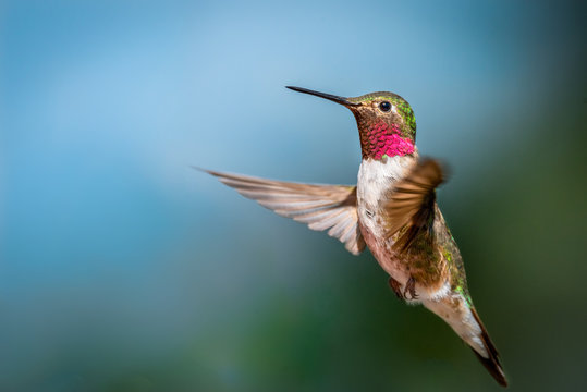Flagstaff Mountain Hummingbird