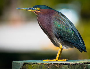 Sea Bird
