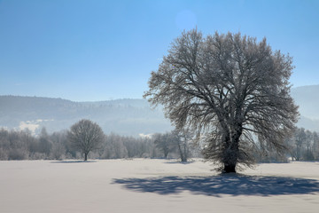 Bolu / Turkey, winter snow season landscape. Travel concept photo.
