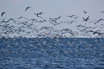 冬の海を飛び交うカモメの群れ
