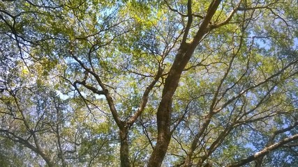 Fototapeta premium Copa e seus ramos