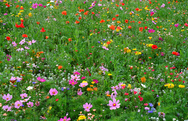 Obraz premium Łąka uprawna dzikich kwiatów