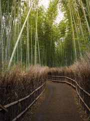 Arashiyama, beautiful bamboo grove.
