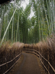 Arashiyama, beautiful bamboo grove.