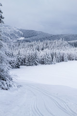Winter landscape with trees covered in snow