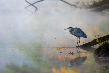 Blue Heron at Cranberry Pond in Fall Color