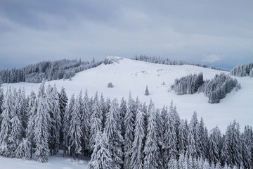 Winter landscape with trees covered in snow