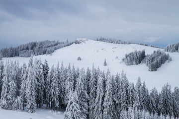 Winter landscape with trees covered in snow