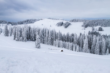 Winter landscape with trees covered in snow