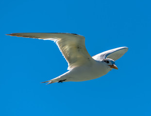 Sea Bird