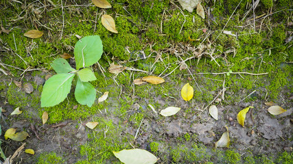 Trees and sunlight In the beautiful morning