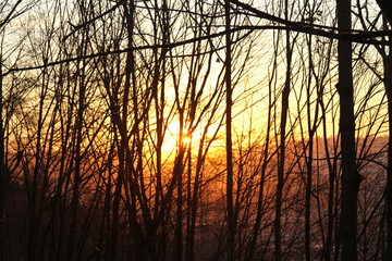 Obraz premium sunset through trees