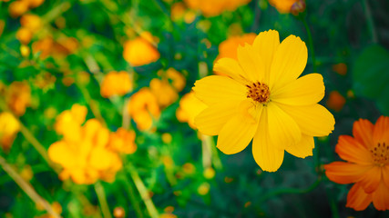 Mexican Aster Bloom beautifully, receive sunlight