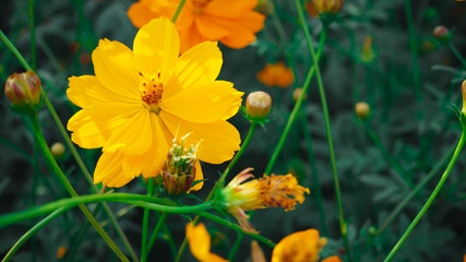 Mexican Aster Bloom beautifully, receive sunlight