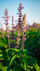 Blue Salvia Bloom beautifully, receive sunlight