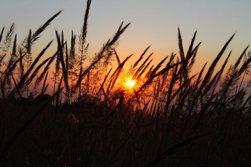 sunset through grass